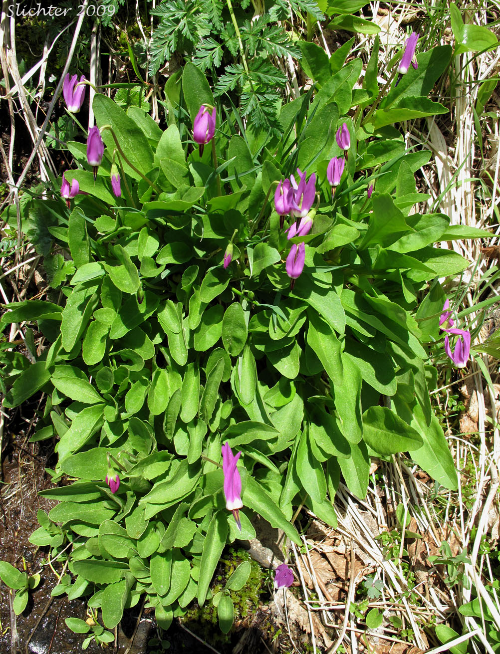 Frigid Shooting Star, Tillamook Shooting Star, Tundra Shooting Star: Dodecatheon austrofrigidum (Synonym: Primula austrofrigidum)
