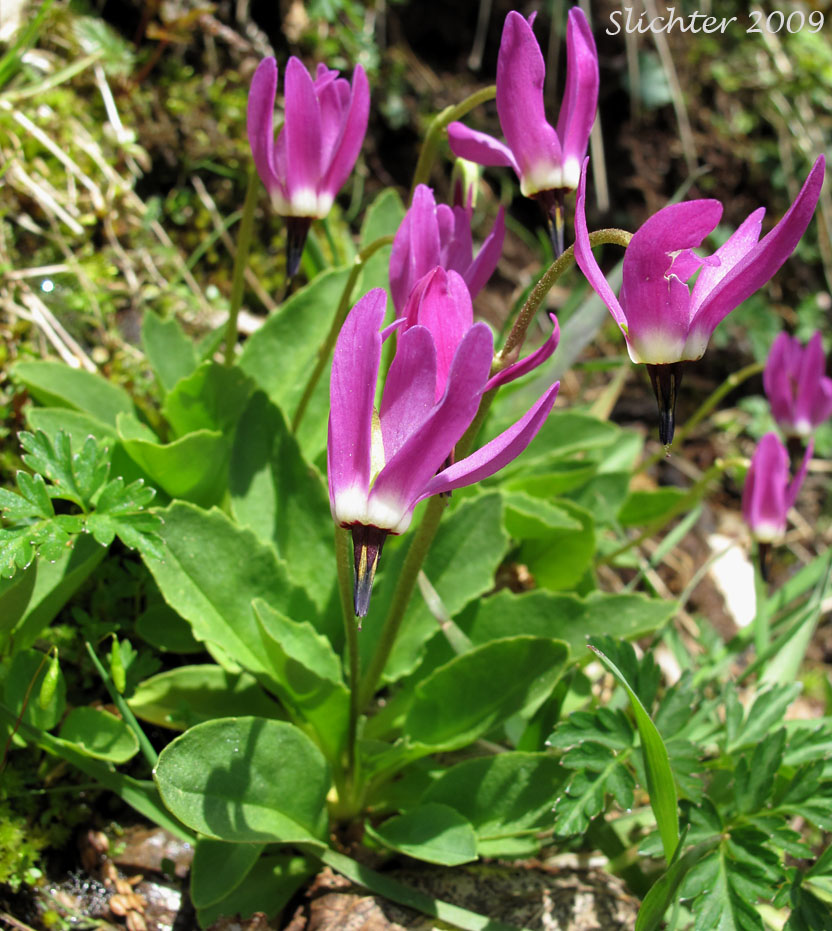 Frigid Shooting Star, Tillamook Shooting Star, Tundra Shooting Star: Dodecatheon austrofrigidum (Synonym: Primula austrofrigidum)