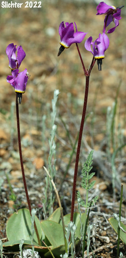 Henderson's Shooting Star, Broadleaf Shooting Star, Broad-leaved Shooting Star, Mosquito Bills: Dodecatheon hendersonii (Synonyms: Dodecatheon hendersonii ssp. hendersonii, Dodecatheon hendersonii var. hendersonii)