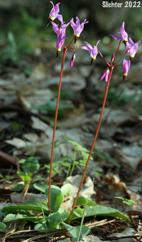 Henderson's Shooting Star, Broadleaf Shooting Star, Broad-leaved Shooting Star, Mosquito Bills: Dodecatheon hendersonii (Synonyms: Dodecatheon hendersonii ssp. hendersonii, Dodecatheon hendersonii var. hendersonii)