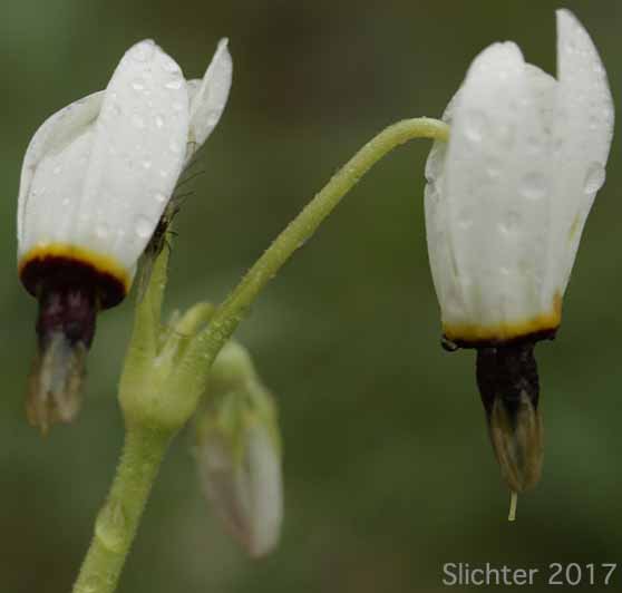 Henderson's Shooting Star, Broadleaf Shooting Star, Broad-leaved Shooting Star, Mosquito Bills: Dodecatheon hendersonii (Synonyms: Dodecatheon hendersonii ssp. hendersonii, Dodecatheon hendersonii var. hendersonii)