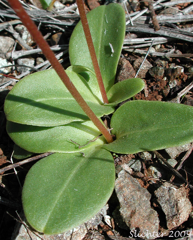 Broad basal leaves of Synonyms: Dodecatheon hendersonii ssp. hendersonii, Dodecatheon hendersonii var. hendersonii