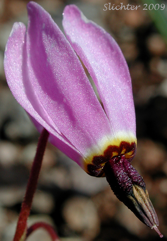 Synonyms: Dodecatheon hendersonii ssp. hendersonii, Dodecatheon hendersonii var. hendersonii