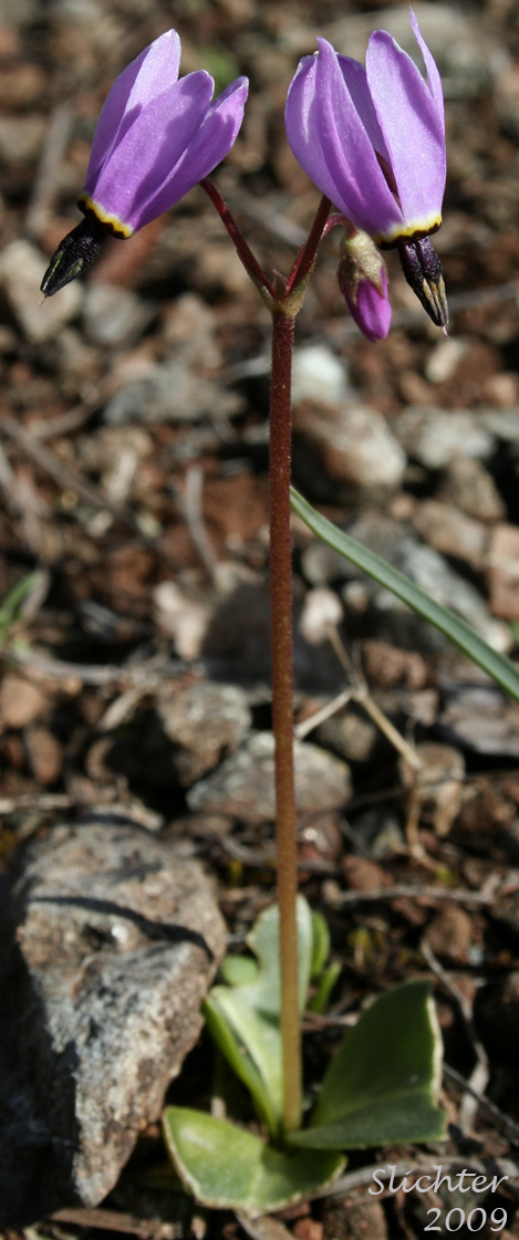 Synonyms: Dodecatheon hendersonii ssp. hendersonii, Dodecatheon hendersonii var. hendersonii