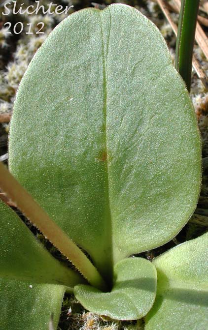 Oval-shaped leaves of Henderson's Shooting Star, Broadleaf Shooting Star, Broad-leaved Shooting Star, Mosquito Bills: Dodecatheon hendersonii (Synonyms: Dodecatheon hendersonii ssp. hendersonii, Dodecatheon hendersonii var. hendersonii)