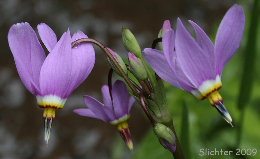 Alaskan Shooting Star: Dodecatheon pulchellum ssp. macrocarpum (Synonyms: Dodecatheon pauciflorum var. alaskanum, Dodecatheon pulchellum ssp. macrocarpum)