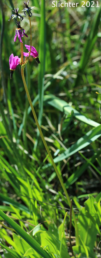 Beautiful Shooting Star, Darkthroat Shooting Star: Dodecatheon pulchellum var. monanthum (Synonyms: Dodecatheon pauciflorum var. monanthum, Dodecatheon pulchellum ssp. monanthum)