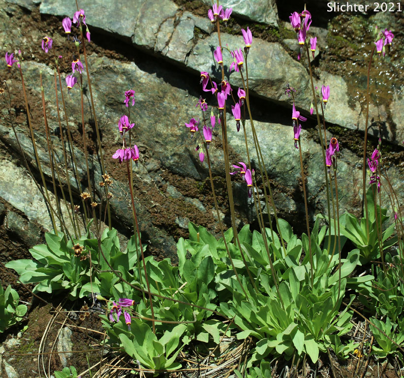 Beautiful Shooting Star, Darkthroat Shooting Star: Dodecatheon pulchellum var. monanthum (Synonyms: Dodecatheon pauciflorum var. monanthum, Dodecatheon pulchellum ssp. monanthum)
