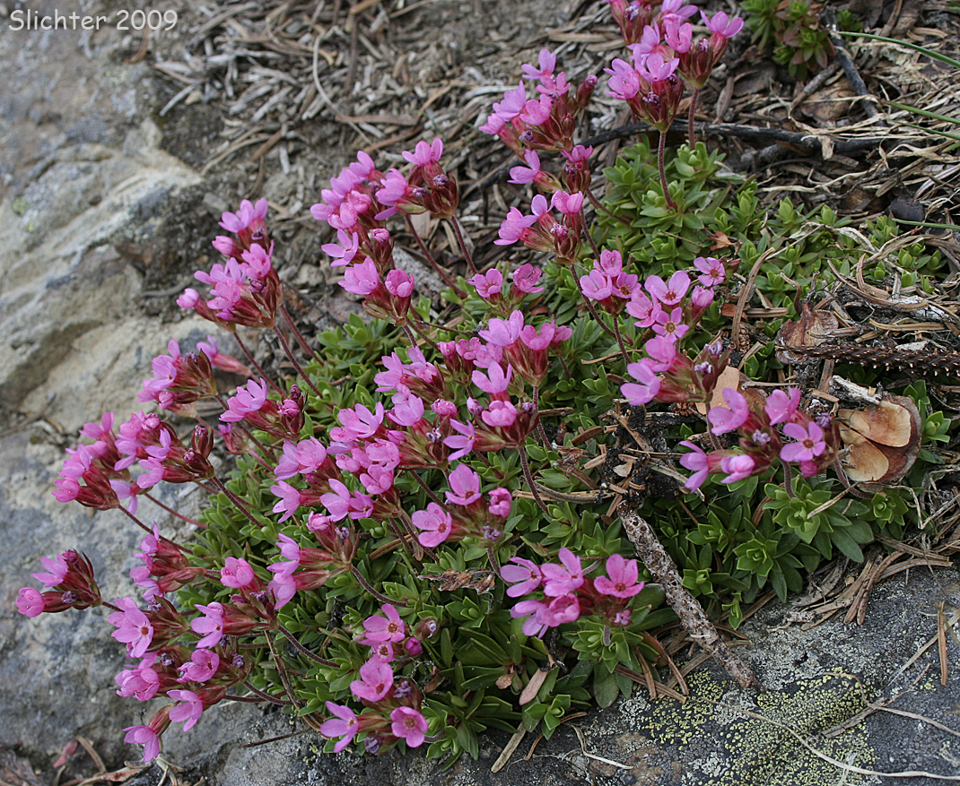 Dwarf Primrose, Cliff Dwarf-primrose, Smooth Douglasia: Douglasia laevigata (Synonyms: Douglasia laevigata var. ciliolata, Douglasia laevigata var. laevigata)