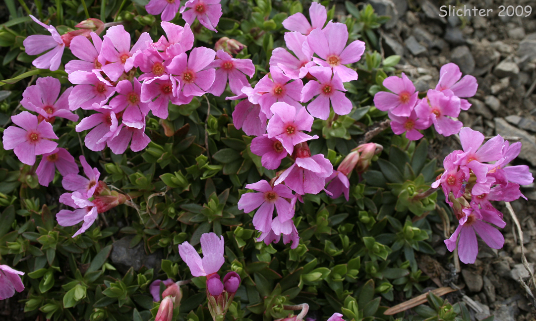 Dwarf Primrose, Cliff Dwarf-primrose, Smooth Douglasia: Douglasia laevigata (Synonyms: Douglasia laevigata var. ciliolata, Douglasia laevigata var. laevigata)