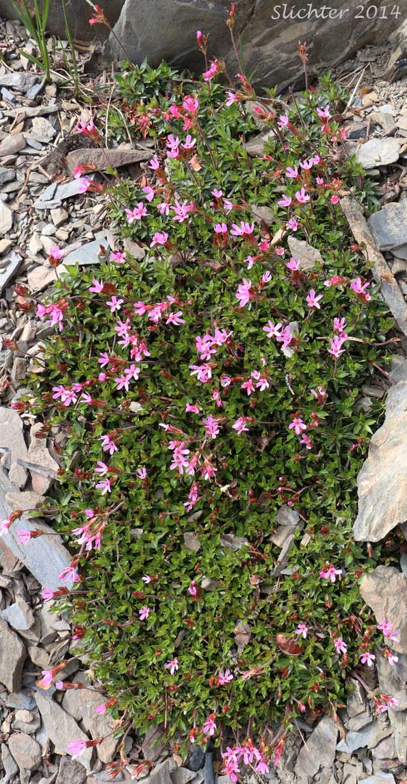 Dwarf Primrose, Cliff Dwarf-primrose, Smooth Douglasia: Douglasia laevigata (Synonyms: Douglasia laevigata var. ciliolata, Douglasia laevigata var. laevigata)