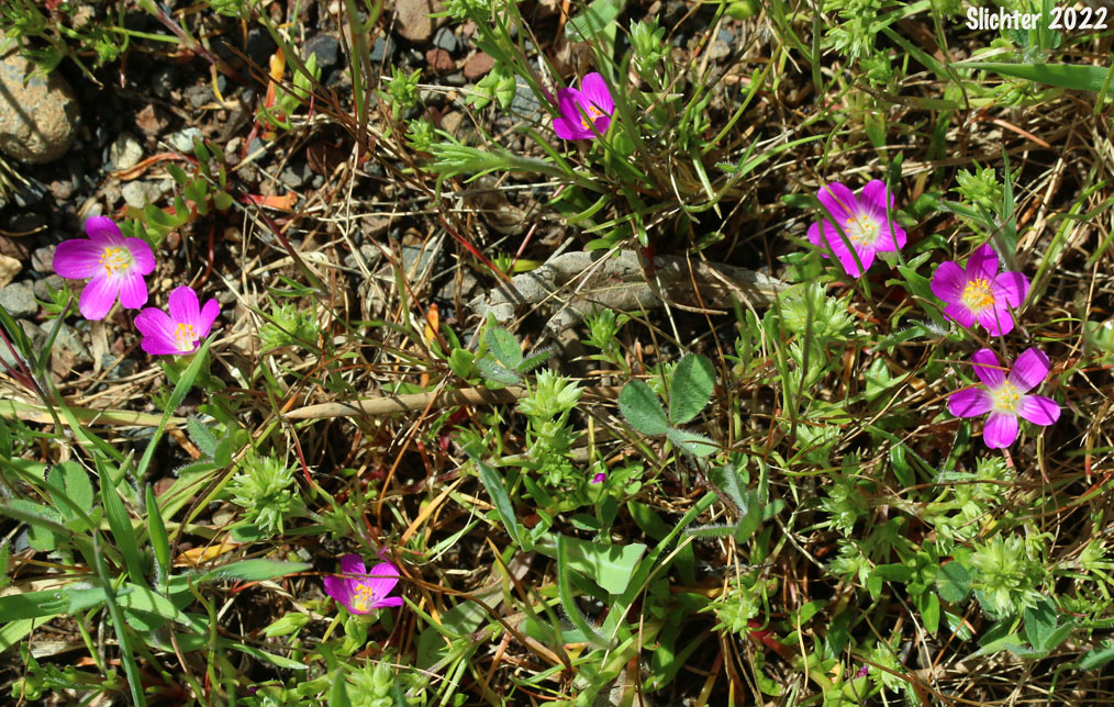 Red Maids, Fringed Redmaids, Rock Purslane: Calandrinia ciliata (Synonyms: Calandrinia ciliata, Calandrinia ciliata var. menziesii)