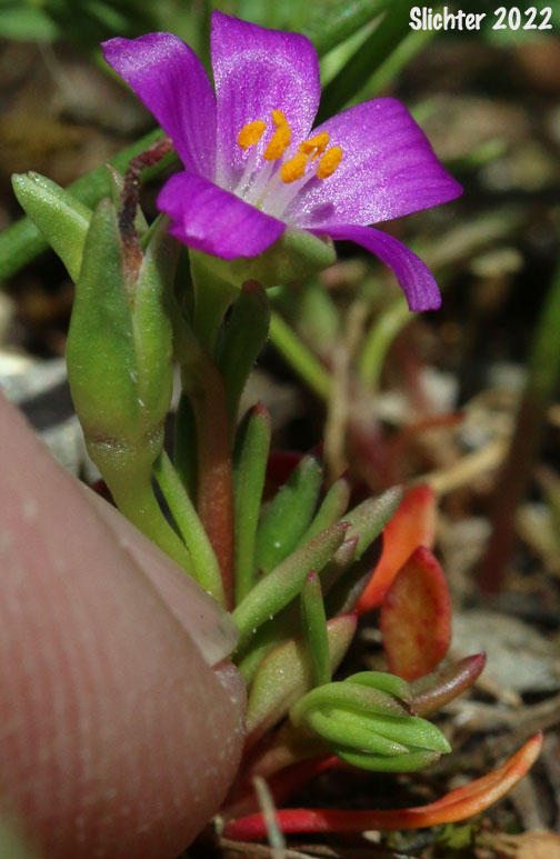 Red Maids, Fringed Redmaids, Rock Purslane: Calandrinia ciliata (Synonyms: Calandrinia ciliata, Calandrinia ciliata var. menziesii)