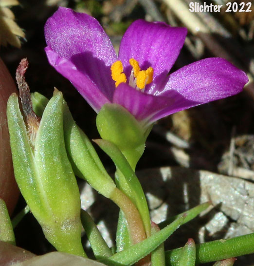 Red Maids, Fringed Redmaids, Rock Purslane: Calandrinia ciliata (Synonyms: Calandrinia ciliata, Calandrinia ciliata var. menziesii)