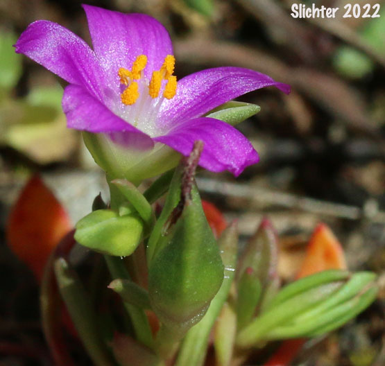 Red Maids, Fringed Redmaids, Rock Purslane: Calandrinia ciliata (Synonyms: Calandrinia ciliata, Calandrinia ciliata var. menziesii)