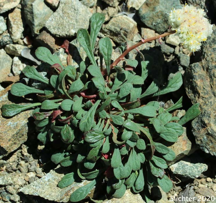 One-seeded Pussypaws: Calyptridium monospermum (Synonym: Cistanthe monosperma)