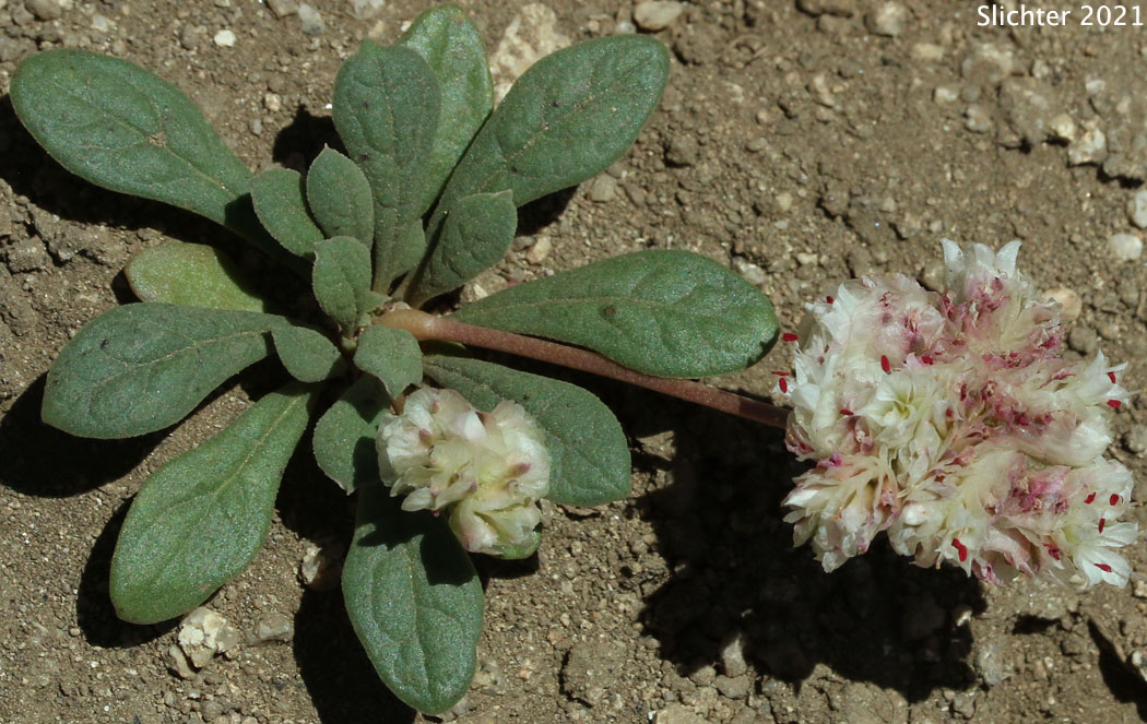 One-seeded Pussypaws: Calyptridium monospermum (Synonym: Cistanthe monosperma)