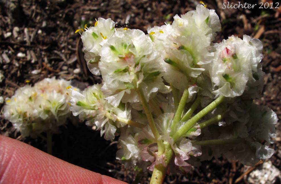 Infloresence of One-seeded Pussypaws: Calyptridium monospermum (Synonym: Cistanthe monosperma)