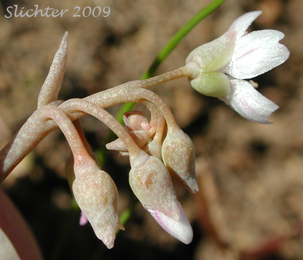 Inflorescence of Pale Springbeauty, Pale Claytonia: Claytonia exigua ssp. exigua (Synonyms: Claytonia spathulata, Claytonia spathulata var. exigua, Claytonia spatulata var. spathulata, Montia spathulata, Montia spathulata var. exigua, Montia spathulata var. spathulata)