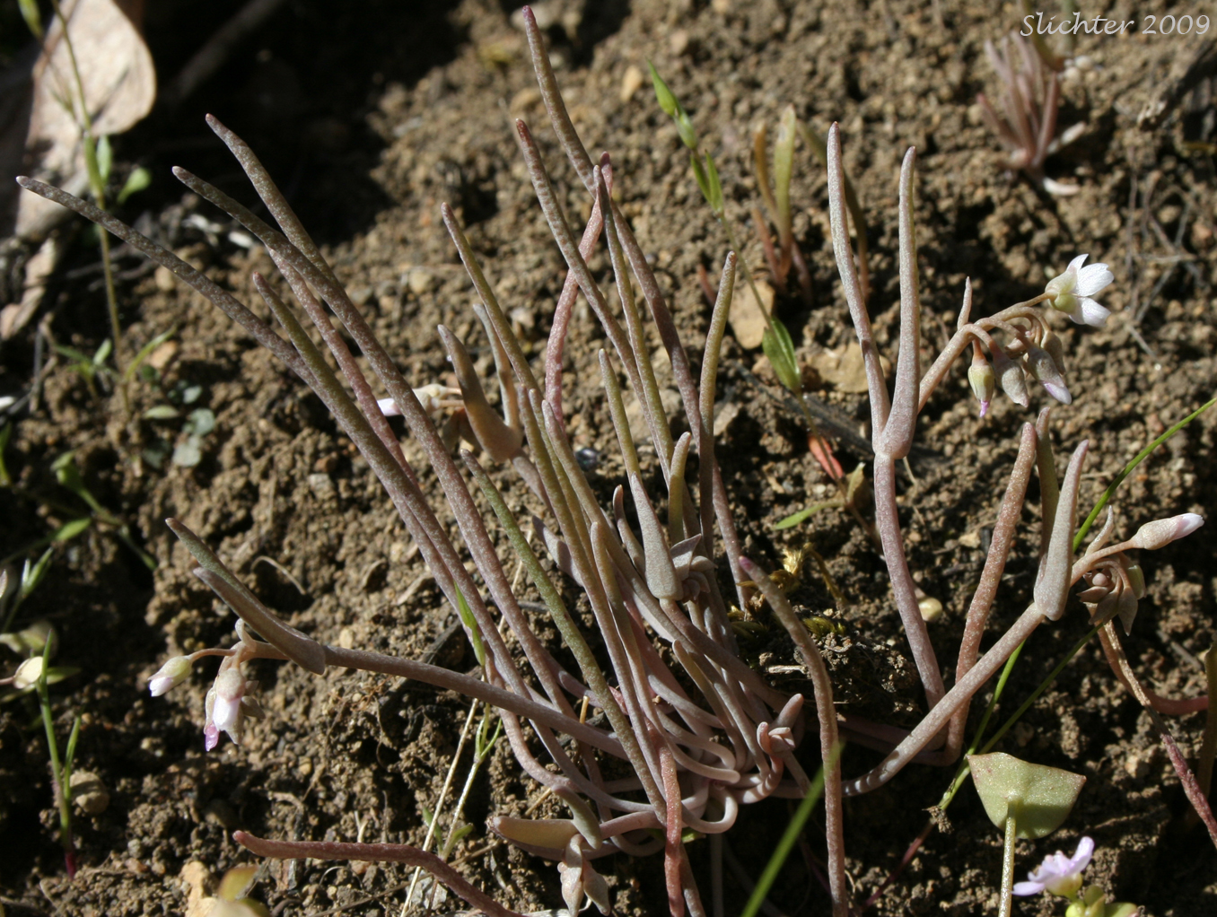 Pale Springbeauty, Pale Claytonia: Claytonia exigua ssp. exigua (Synonyms: Claytonia spathulata, Claytonia spathulata var. exigua, Claytonia spatulata var. spathulata, Montia spathulata, Montia spathulata var. exigua, Montia spathulata var. spathulata)