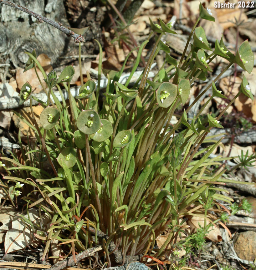 Linear-leaved Springbeauty, Small-flowered Miner's Lettuce, Small-flowered Springbeauty, Streambank Springbeauty: Claytonia parviflora (Synonyms: Claytonia parviflora ssp. grandiflora, Claytonia parviflora ssp. parviflora, Claytonia parviflora ssp. utahensis, Claytonia parviflora ssp. viridis, Claytonia perfoliata var. parviflora, Montia perfoliata, Montia perfoliata var. parviflora)