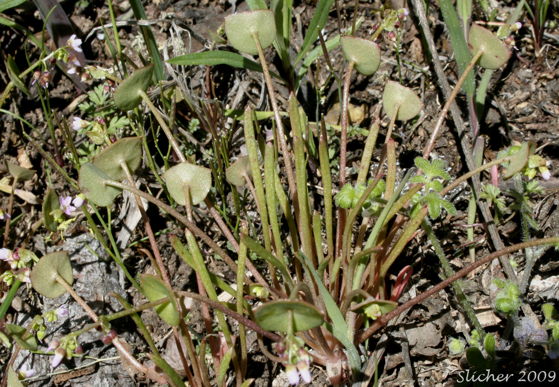 Linear-leaved Springbeauty, Small-flowered Miner's Lettuce, Small-flowered Springbeauty, Streambank Springbeauty: Claytonia parviflora (Synonyms: Claytonia parviflora ssp. grandiflora, Claytonia parviflora ssp. parviflora, Claytonia parviflora ssp. utahensis, Claytonia parviflora ssp. viridis, Claytonia perfoliata var. parviflora, Montia perfoliata, Montia perfoliata var. parviflora)