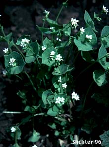 Miner's Lettuce: Claytonia perfoliata ssp. perfoliata (Synonyms: Claytonia perfoliata var. perfoliata, Montia perfoliata var. perfoliata, Montia perfoliata ssp. perfoliata)