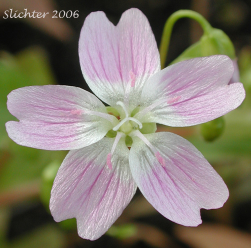 Flower of Candy Flower, Siberian Springbeauty: Claytonia sibirica (Synonyms: Claytonia heterophylla, Claytonia sibirica var. bulbifera, Claytonia sibirica ssp. sibirica, Montia heterophylla, Montia sibirica, Montia sibirica var. bulbifera, Montia sibirica var. heterophylla, Montia sibirica var. sibirica)