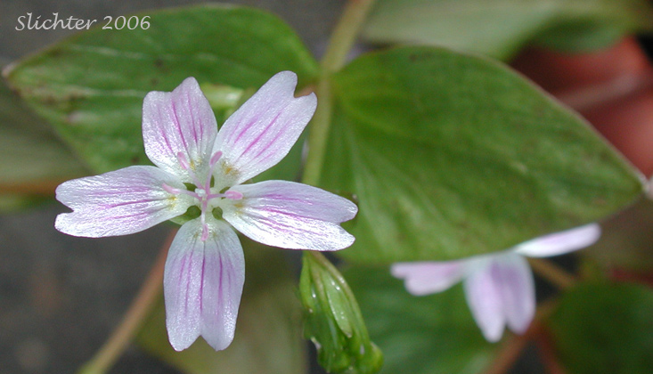 Candy Flower, Siberian Springbeauty: Claytonia sibirica (Synonyms: Claytonia heterophylla, Claytonia sibirica var. bulbifera, Claytonia sibirica ssp. sibirica, Montia heterophylla, Montia sibirica, Montia sibirica var. bulbifera, Montia sibirica var. heterophylla, Montia sibirica var. sibirica)