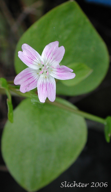 Candy Flower, Siberian Springbeauty: Claytonia sibirica (Synonyms: Claytonia heterophylla, Claytonia sibirica var. bulbifera, Claytonia sibirica ssp. sibirica, Montia heterophylla, Montia sibirica, Montia sibirica var. bulbifera, Montia sibirica var. heterophylla, Montia sibirica var. sibirica)