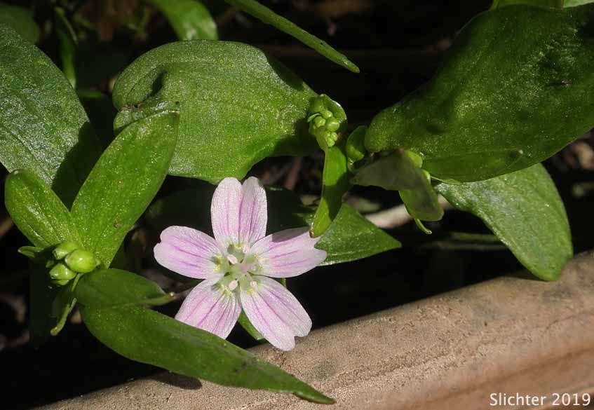 Candy Flower, Siberian Springbeauty: Claytonia sibirica (Synonyms: Claytonia heterophylla, Claytonia sibirica var. bulbifera, Claytonia sibirica ssp. sibirica, Montia heterophylla, Montia sibirica, Montia sibirica var. bulbifera, Montia sibirica var. heterophylla, Montia sibirica var. sibirica)
