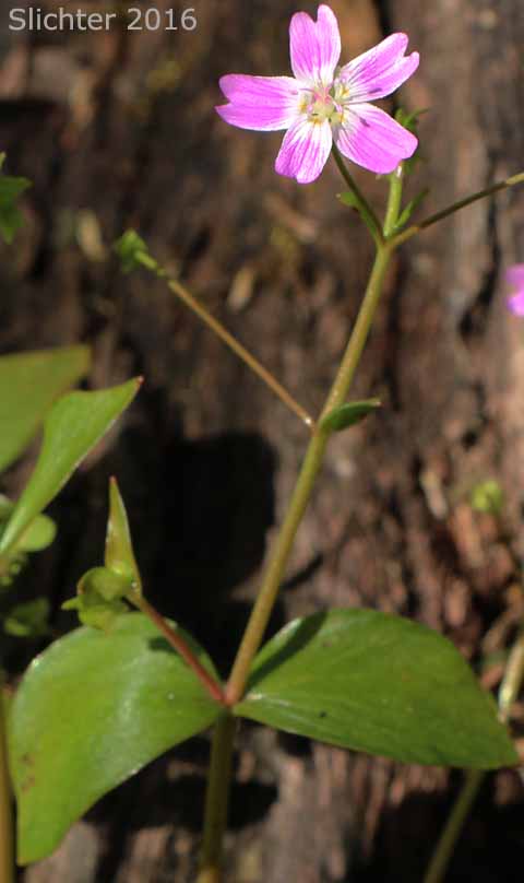 Flower and paired stem leaves of Candy Flower, Siberian Springbeauty: Claytonia sibirica (Synonyms: Claytonia heterophylla, Claytonia sibirica var. bulbifera, Claytonia sibirica ssp. sibirica, Montia heterophylla, Montia sibirica, Montia sibirica var. bulbifera, Montia sibirica var. heterophylla, Montia sibirica var. sibirica)