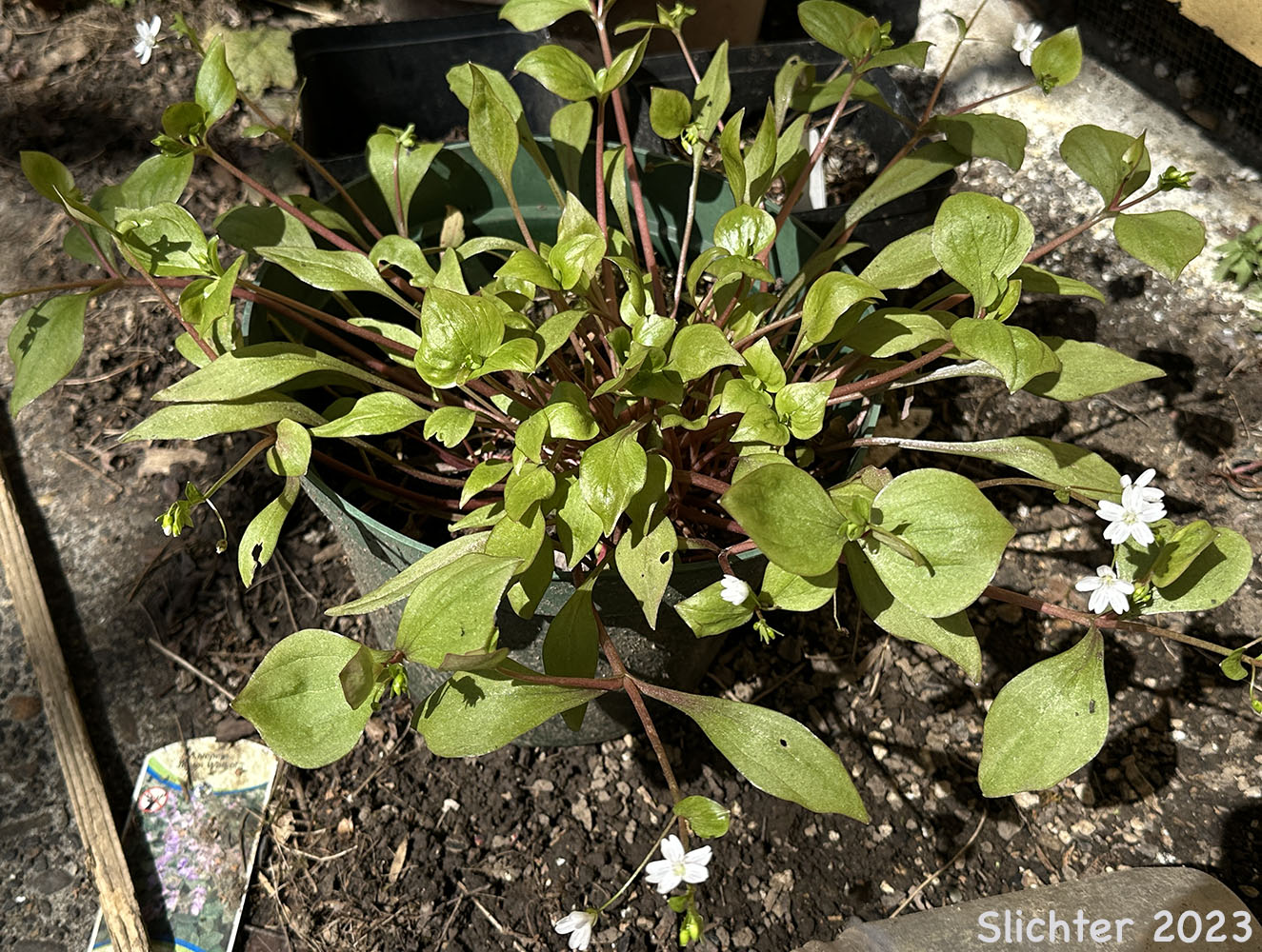 Candy Flower, Siberian Springbeauty: Claytonia sibirica (Synonyms: Claytonia heterophylla, Claytonia sibirica var. bulbifera, Claytonia sibirica ssp. sibirica, Montia heterophylla, Montia sibirica, Montia sibirica var. bulbifera, Montia sibirica var. heterophylla, Montia sibirica var. sibirica)