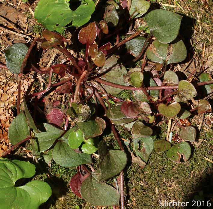 Candy Flower, Siberian Springbeauty: Claytonia sibirica (Synonyms: Claytonia heterophylla, Claytonia sibirica var. bulbifera, Claytonia sibirica ssp. sibirica, Montia heterophylla, Montia sibirica, Montia sibirica var. bulbifera, Montia sibirica var. heterophylla, Montia sibirica var. sibirica)