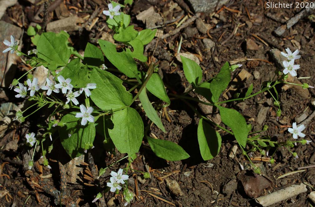 Candy Flower, Siberian Springbeauty: Claytonia sibirica (Synonyms: Claytonia heterophylla, Claytonia sibirica var. bulbifera, Claytonia sibirica ssp. sibirica, Montia heterophylla, Montia sibirica, Montia sibirica var. bulbifera, Montia sibirica var. heterophylla, Montia sibirica var. sibirica)