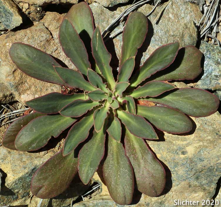 Basal leaf rosette of Siskiyou Bitterroot, Cliff Maids: Lewisia cotyledon var. cotyledon (Synonym: Lewisia cotyledon var. purdyi)