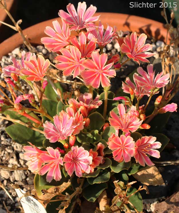 Siskiyou Bitterroot, Cliff Maids: Lewisia cotyledon var. cotyledon (Synonym: Lewisia cotyledon var. purdyi)