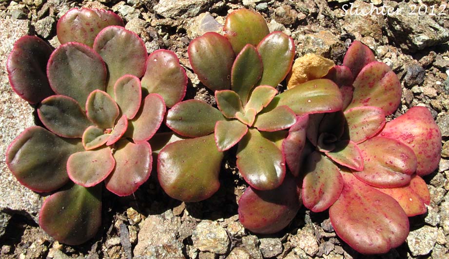 Basal leaf rosettes of Lewisias: The Genus Lewisia West of the Cascade Mountains of Oregon and Washington
