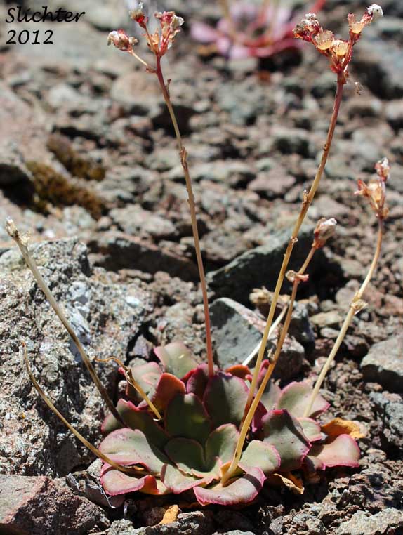 Siskiyou Bitterroot, Cliff Maids: Lewisia cotyledon var. cotyledon (Synonym: Lewisia cotyledon var. purdyi)