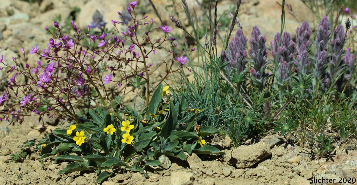 Many-flowered Lewisia, Quill-leaf Lewisia: Lewisia leeana (Synonym: Lewisia leana)