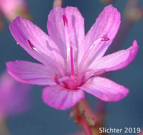 Flower of Many-flowered Lewisia, Quill-leaf Lewisia: Lewisia leeana (Synonym: Lewisia leana)