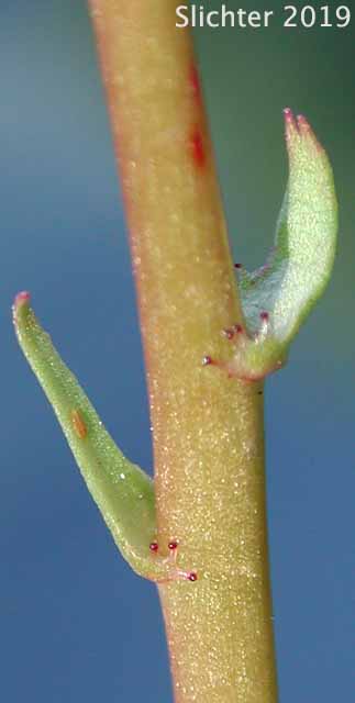 Stem bracts of Many-flowered Lewisia, Quill-leaf Lewisia: Lewisia leeana (Synonym: Lewisia leana)