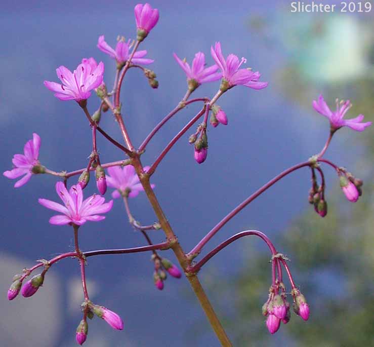Inflorescence of Many-flowered Lewisia, Quill-leaf Lewisia: Lewisia leeana (Synonym: Lewisia leana)