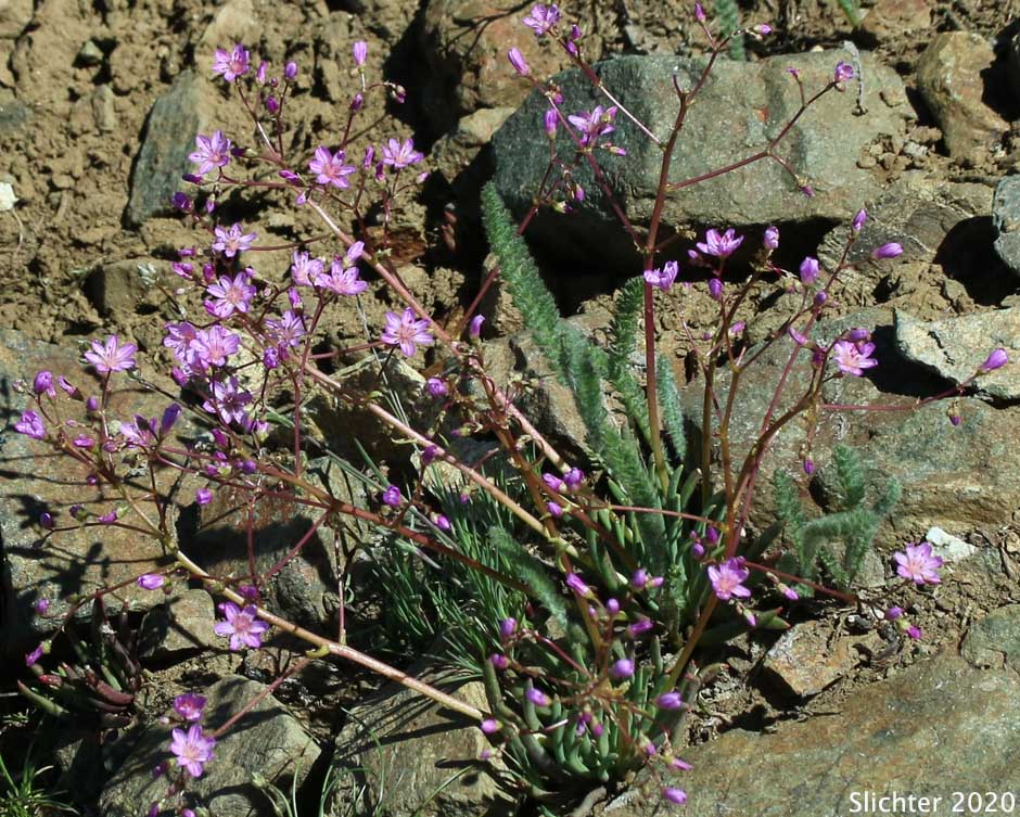 Many-flowered Lewisia, Quill-leaf Lewisia: Lewisia leeana (Synonym: Lewisia leana)