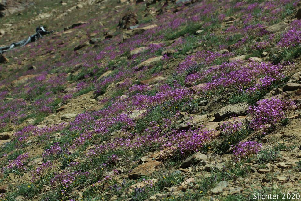 Many-flowered Lewisia, Quill-leaf Lewisia: Lewisia leeana (Synonym: Lewisia leana)