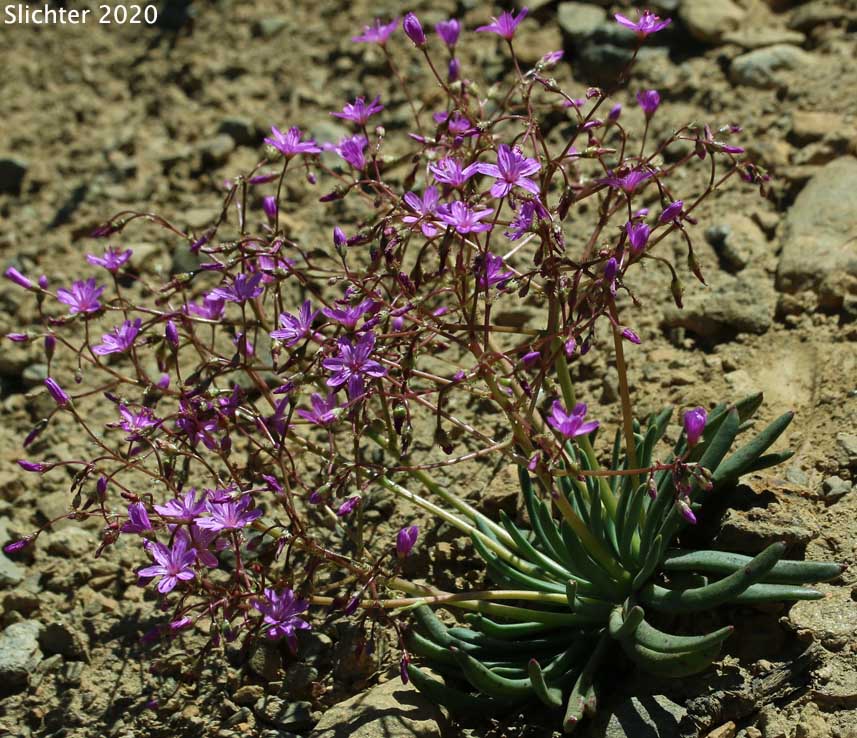 Many-flowered Lewisia, Quill-leaf Lewisia: Lewisia leeana (Synonym: Lewisia leana)