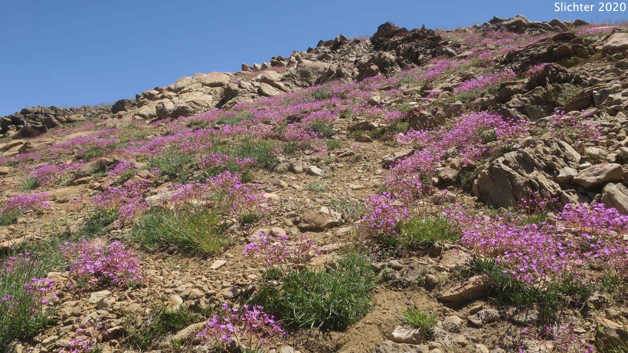 Many-flowered Lewisia, Quill-leaf Lewisia: Lewisia leeana (Synonym: Lewisia leana)