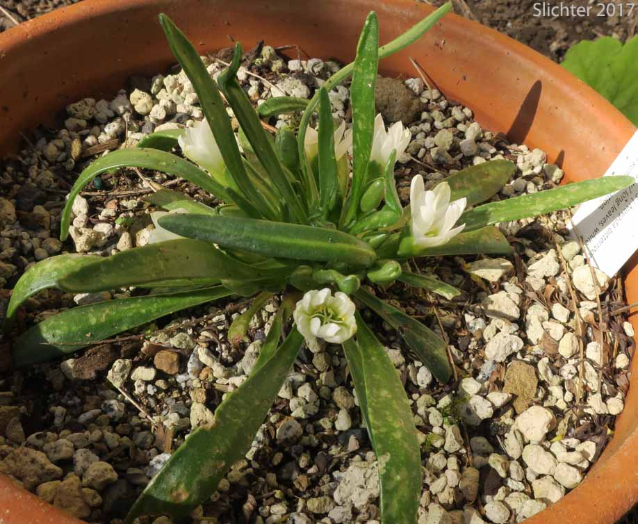 Nevada Bitter-root, Nevada Lewisia: Lewisia nevadensis (Synonyms: Calandrinia nevadensis, Claytonia grayana, Lewisia bernardina, Lewisia minima, Lewisia pygmaea var. nevadensis, Oreobroma nevadensis)