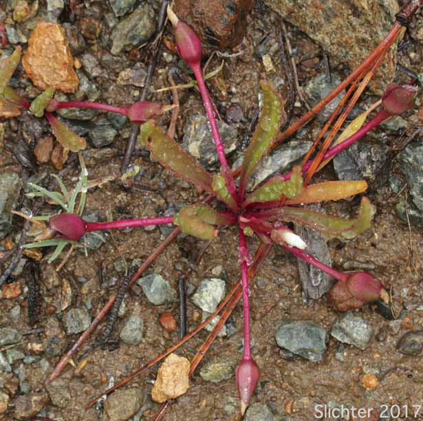 Nevada Bitter-root, Nevada Lewisia: Lewisia nevadensis (Synonyms: Calandrinia nevadensis, Claytonia grayana, Lewisia bernardina, Lewisia minima, Lewisia pygmaea var. nevadensis, Oreobroma nevadensis)