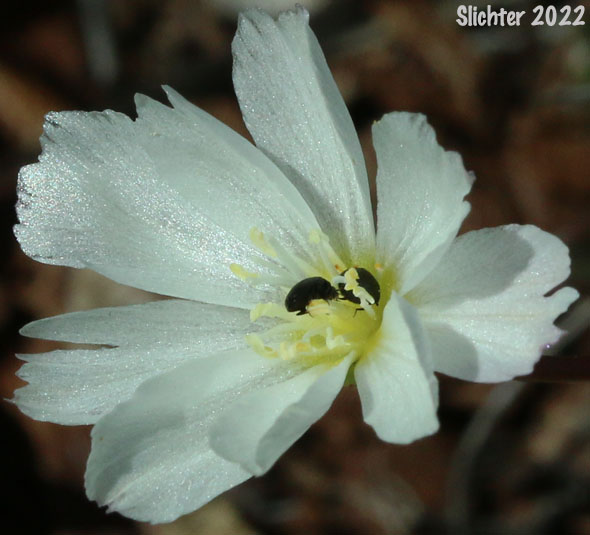 Oppositeleaf Lewisia, Opposite-leaved Lewisia: Lewisia oppositifolia